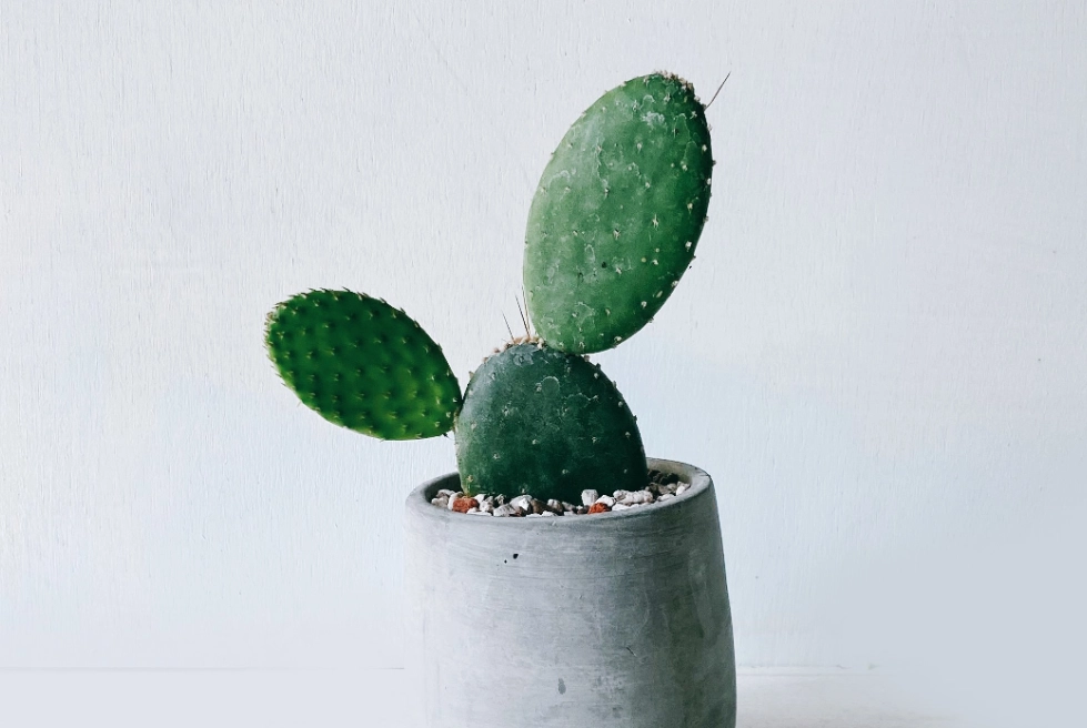 耐旱植物 耐旱植物