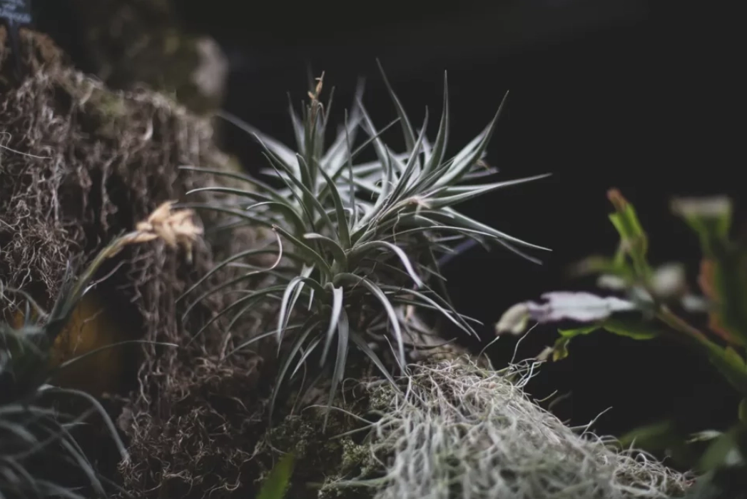 空氣草 花期 空氣草 花期