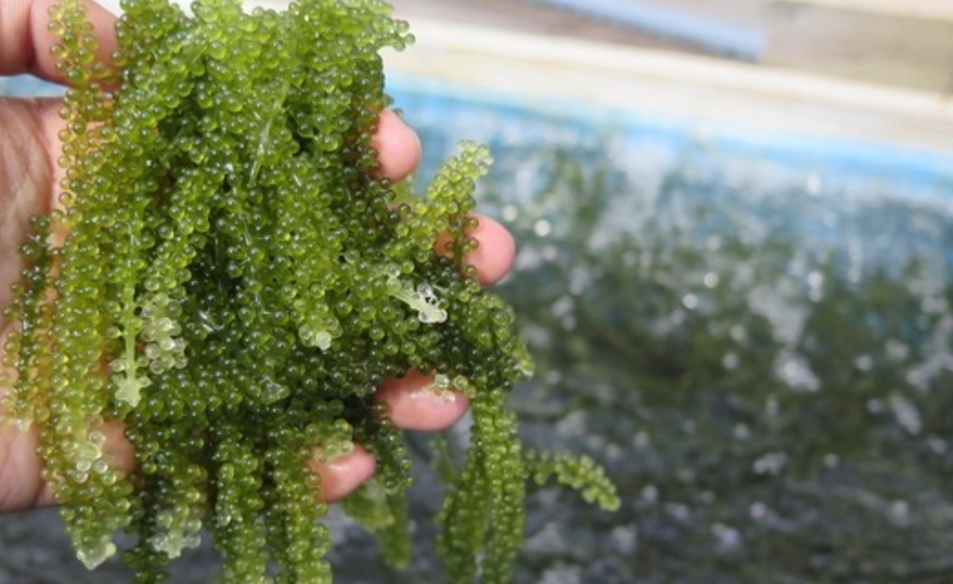 海葡萄採摘 海葡萄採摘