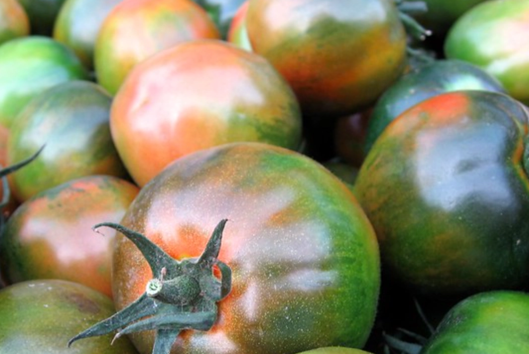 大番茄種植方法