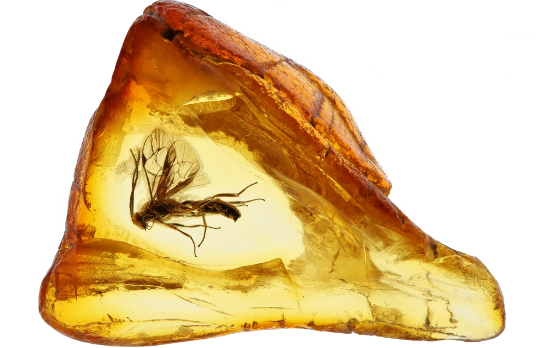 如何判斷琥珀價值