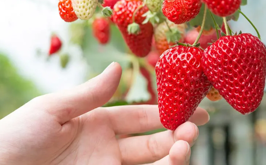 大湖草莓季 大湖草莓季