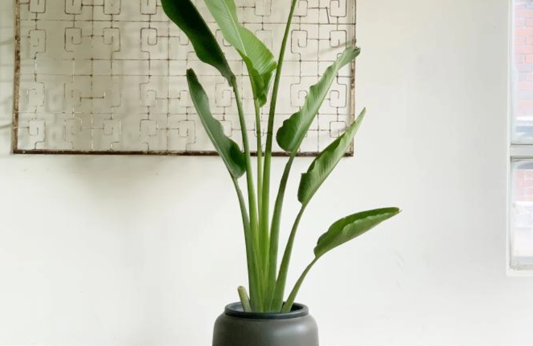 天堂鳥品種 天堂鳥品種