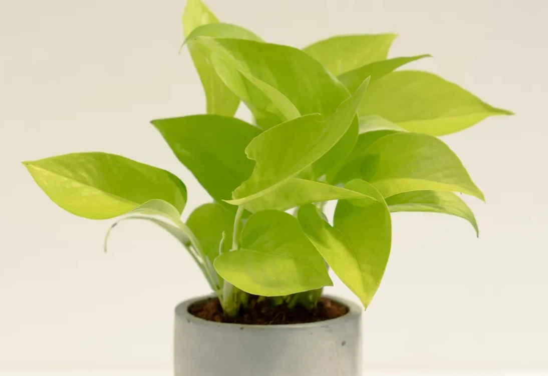 室內空氣品質植物 室內空氣品質植物