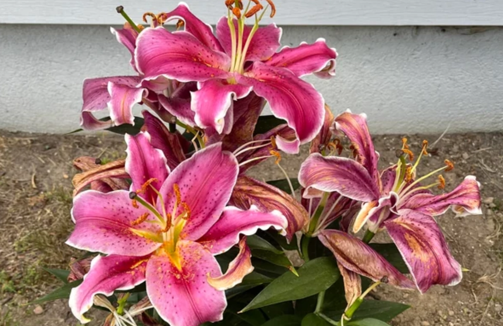 狗狗百合花症状