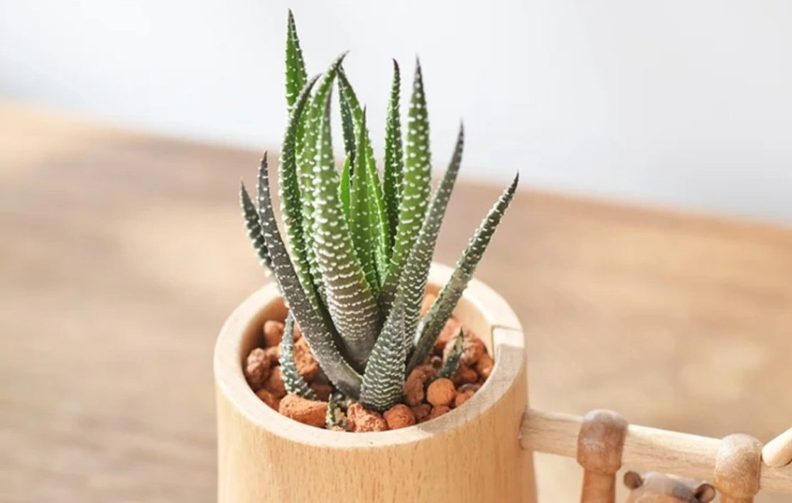 辦公室植物推薦