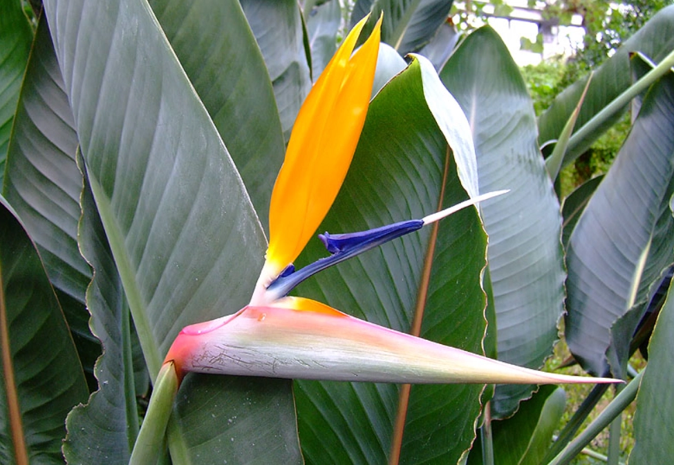 鶴望蘭不開花 鶴望蘭不開花