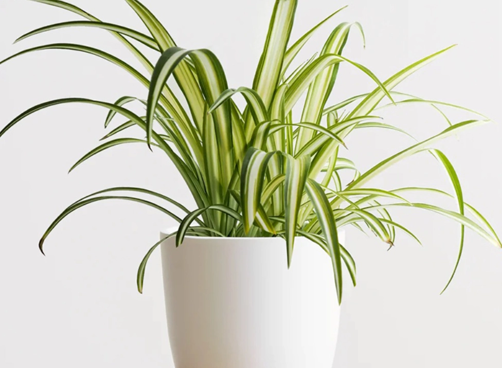 吊蘭 品種 吊蘭 品種