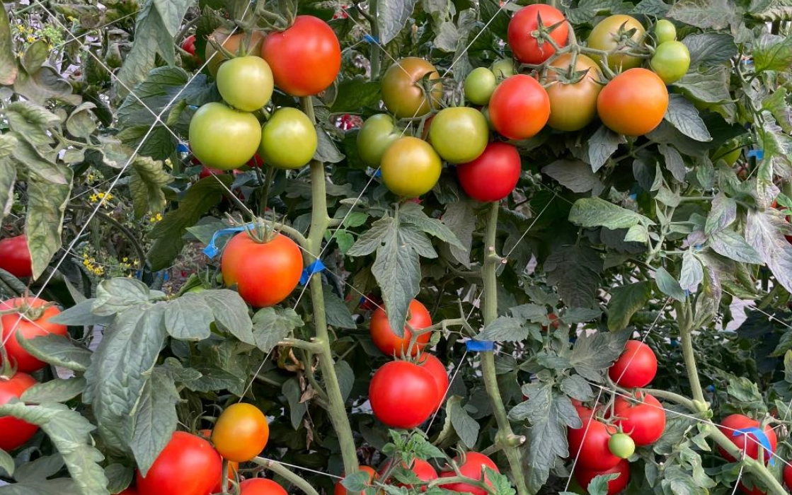 番茄品種推薦