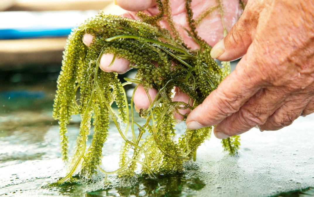 沖繩採海葡萄體驗 沖繩採海葡萄體驗