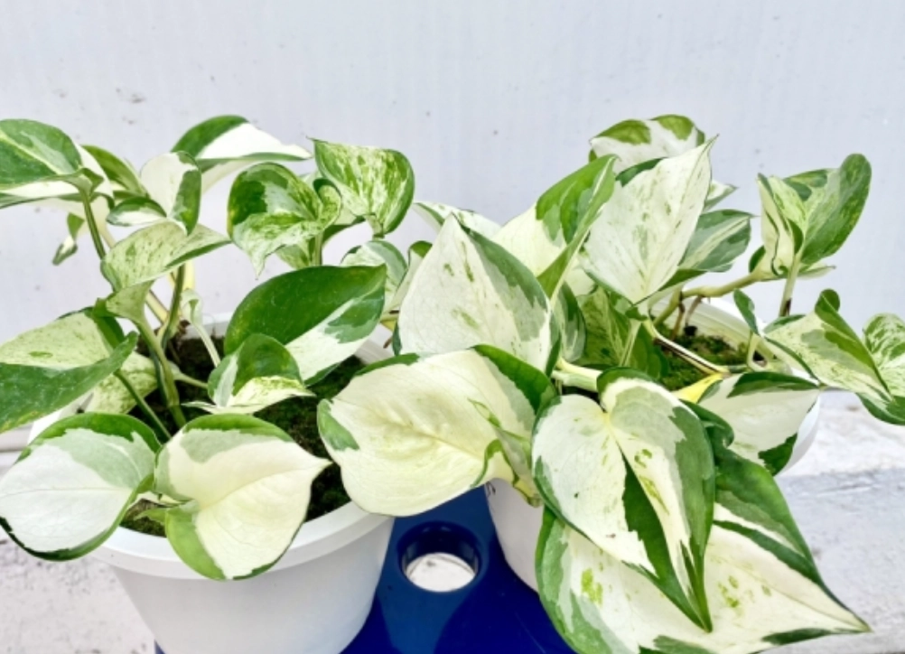 黃金葛養護 黃金葛養護