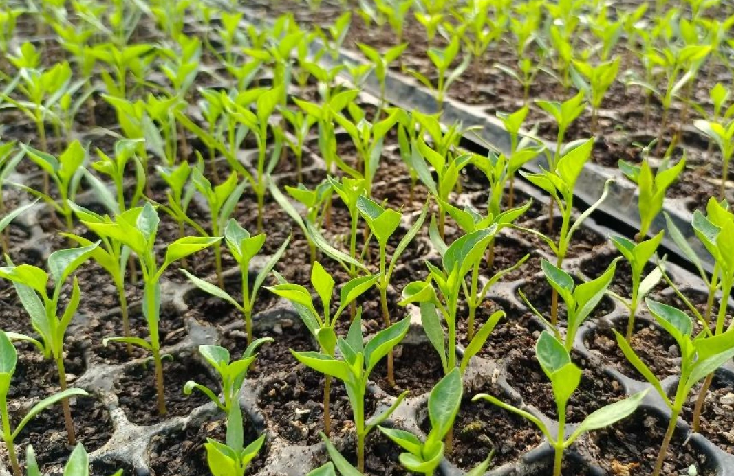 預防徒長 預防徒長