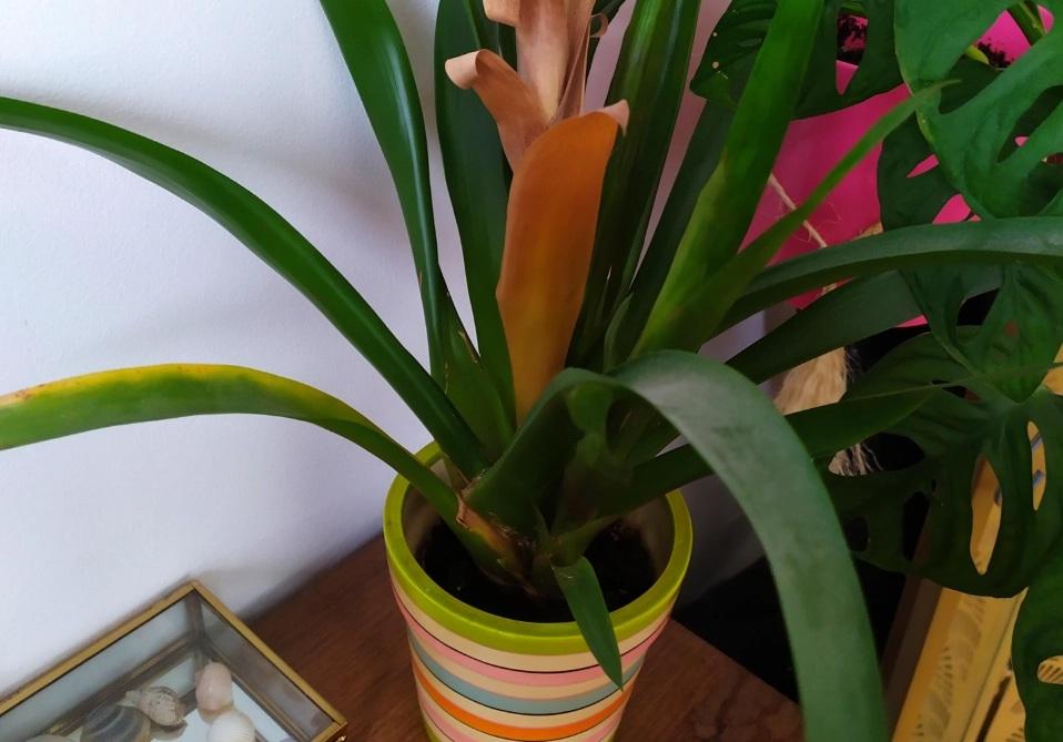 鳳梨花照顧 鳳梨花照顧