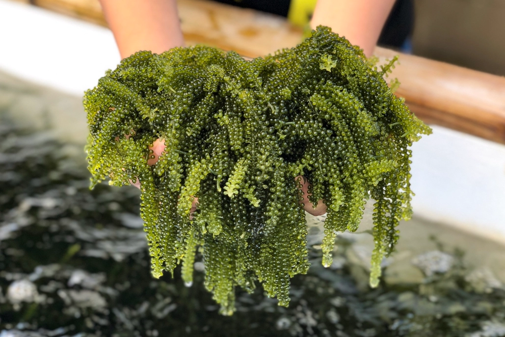 沖繩海葡萄料理 沖繩海葡萄料理