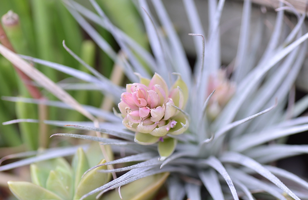 空氣草 不開花 空氣草 不開花