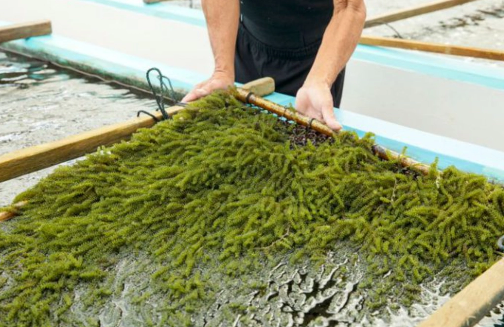 海葡萄採摘 海葡萄採摘