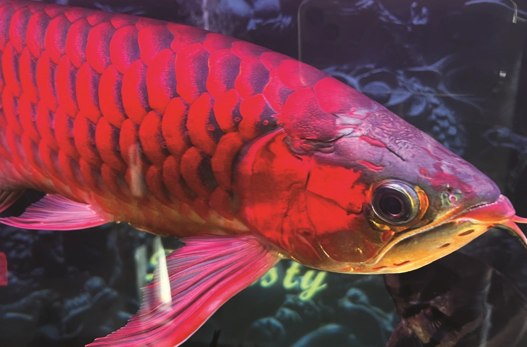 紅龍魚風水意義