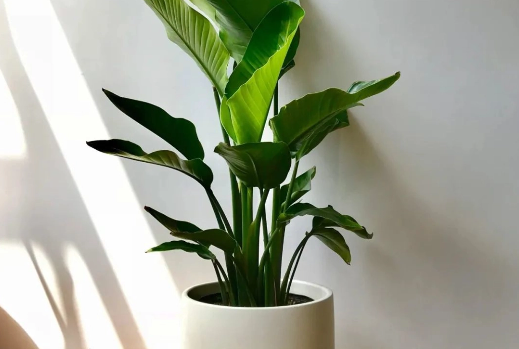 鶴望蘭不開花 鶴望蘭不開花