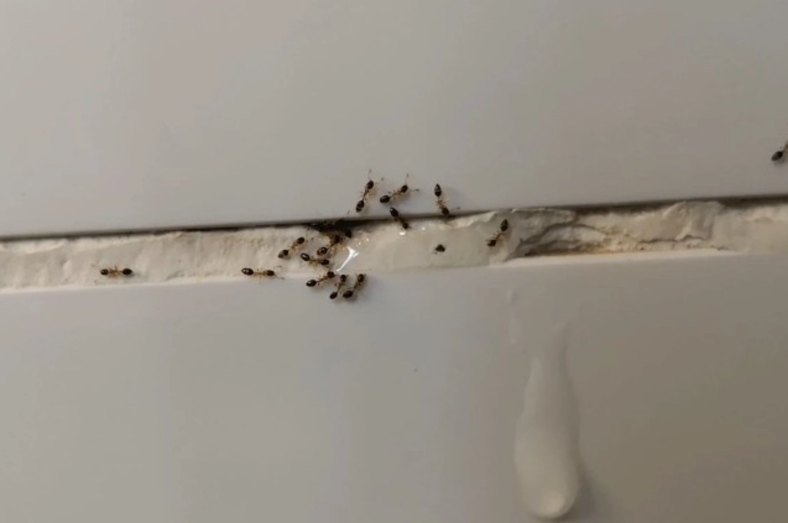 螞蟻夢境解析 螞蟻夢境解析