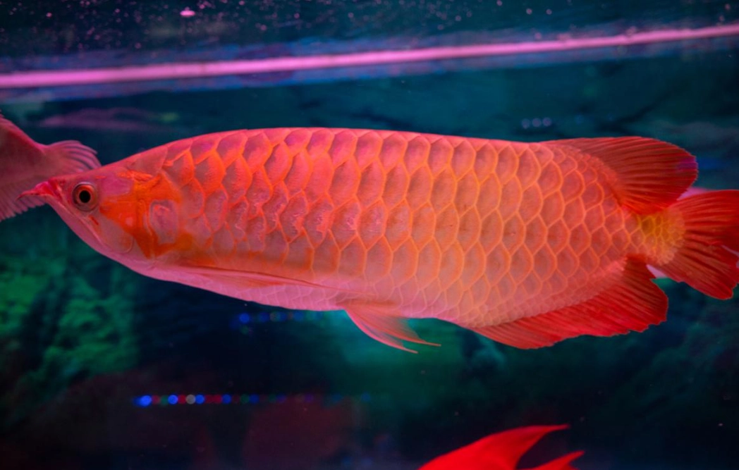 紅龍魚風水意義