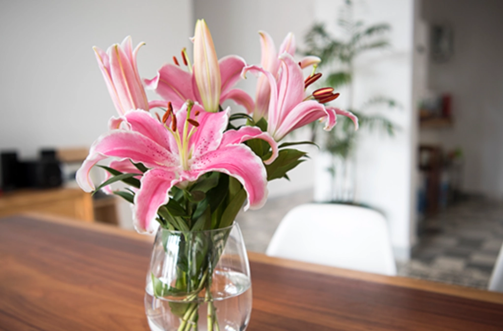 貓咪百合花中毒