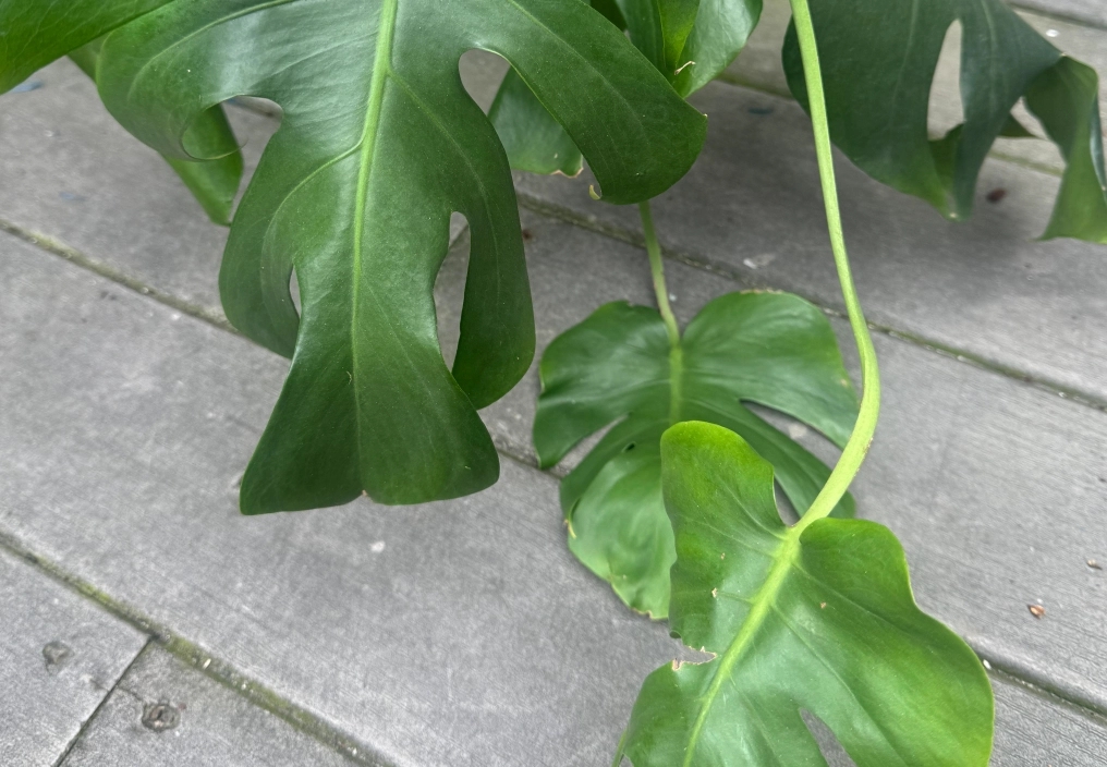 植物葉片下垂原因