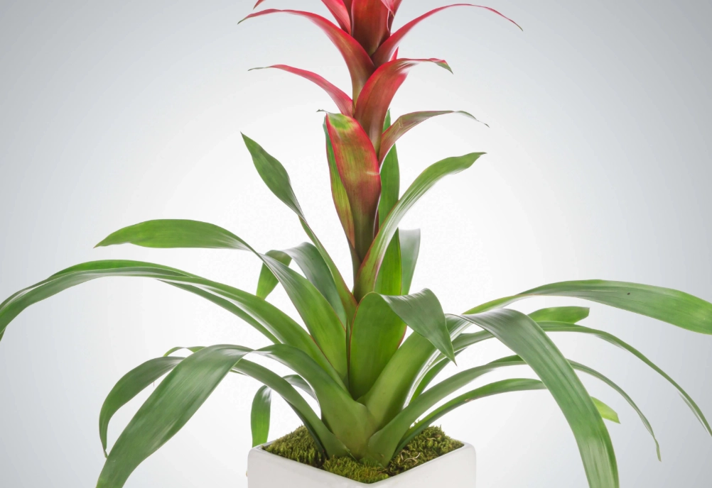 盆栽鳳梨花養護