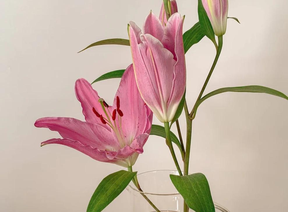 貓咪聞到百合花處理