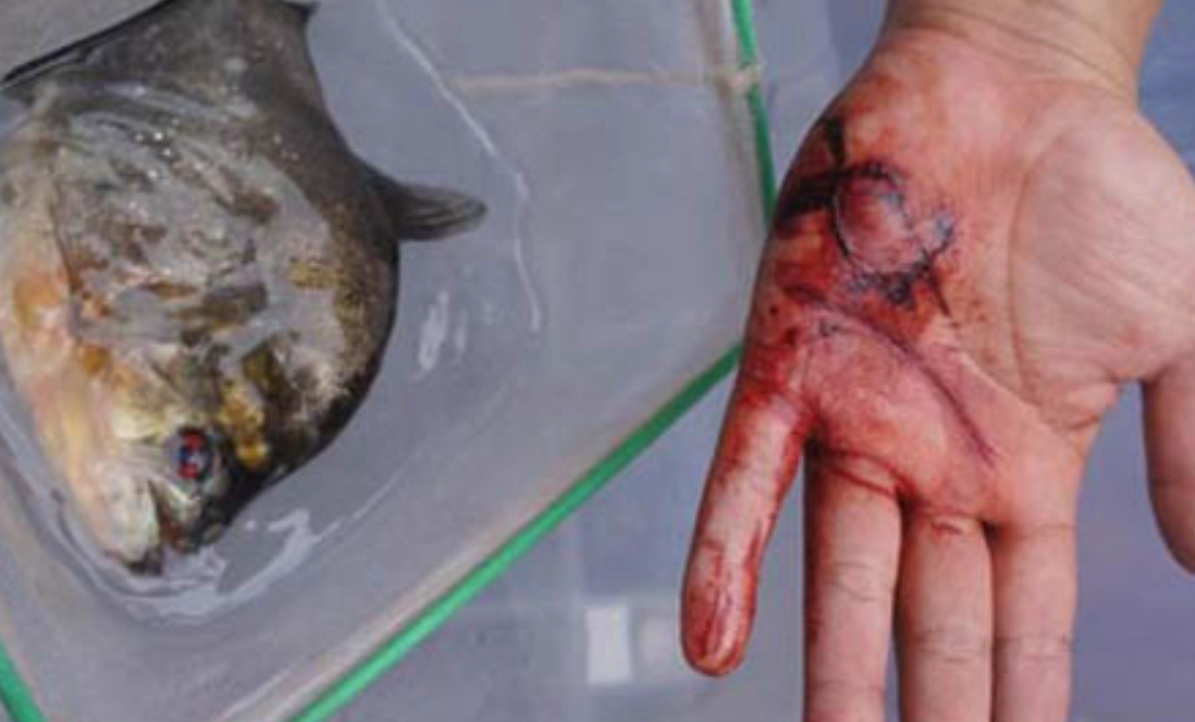 魚咬夢境 意義 魚咬夢境 意義