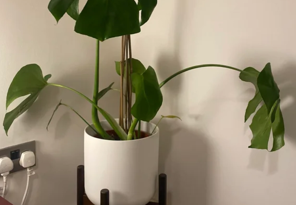 龜背芋養護技巧