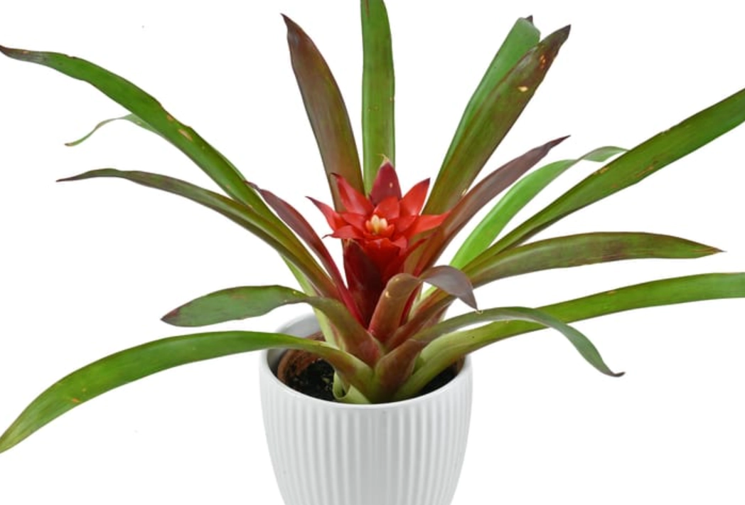 盆栽鳳梨花養護