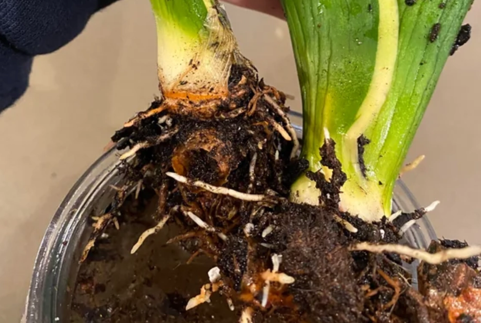 虎尾蘭爛根處理