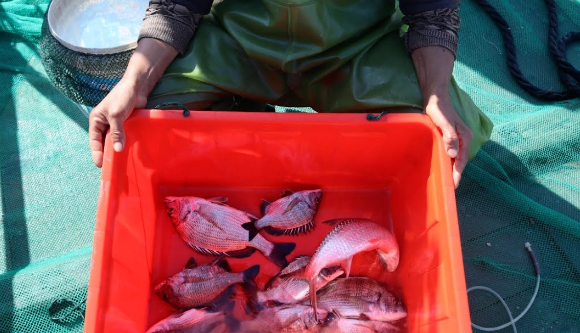 抓魚 夢境 解析