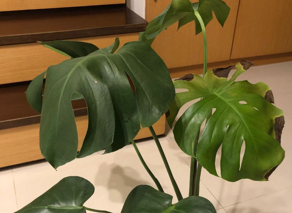 龜背芋葉子下垂