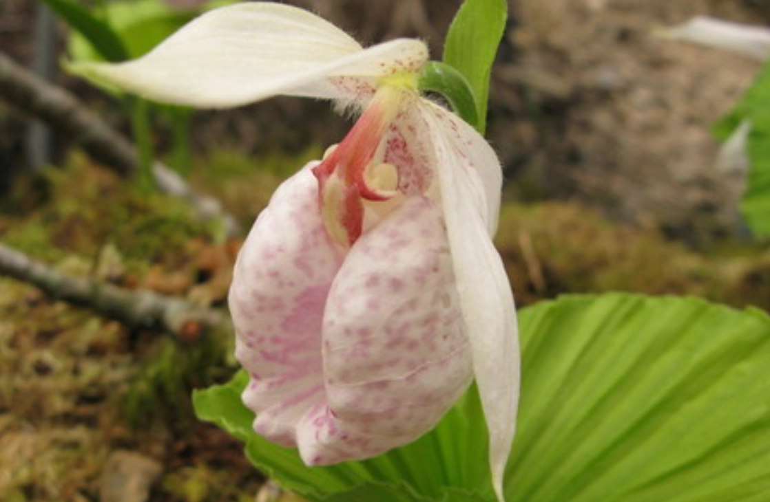 拖鞋蘭果莢種植