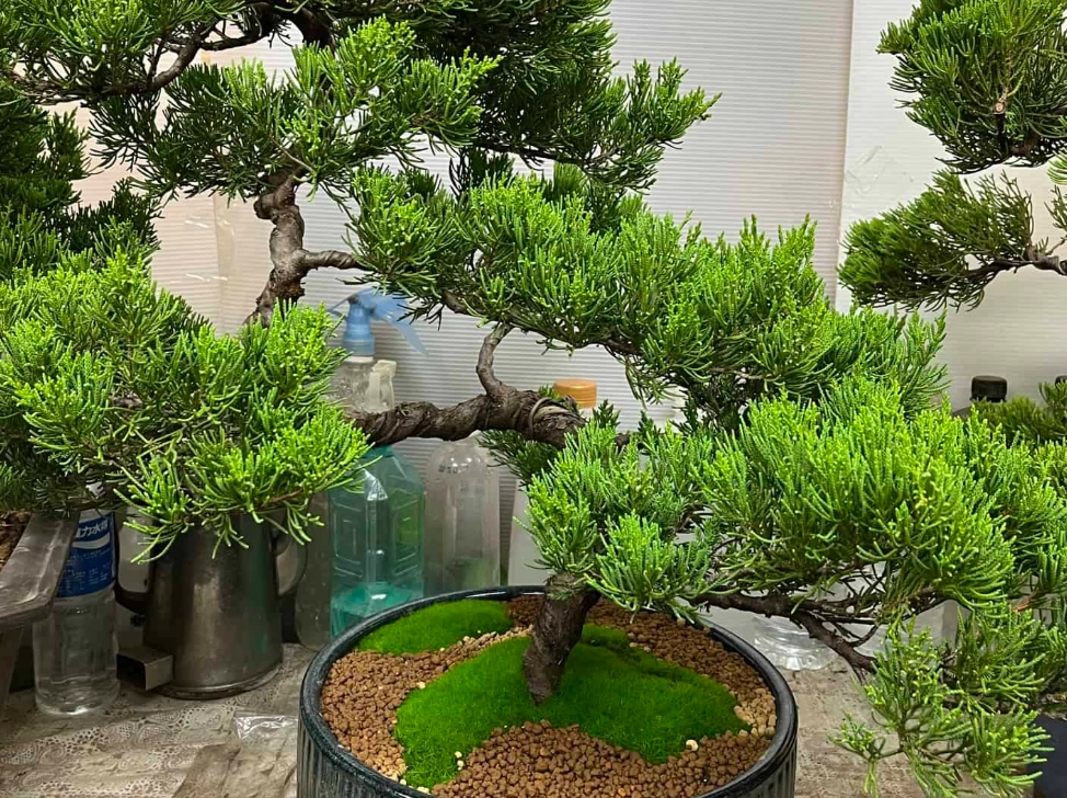 真柏盆景技巧 真柏盆景技巧