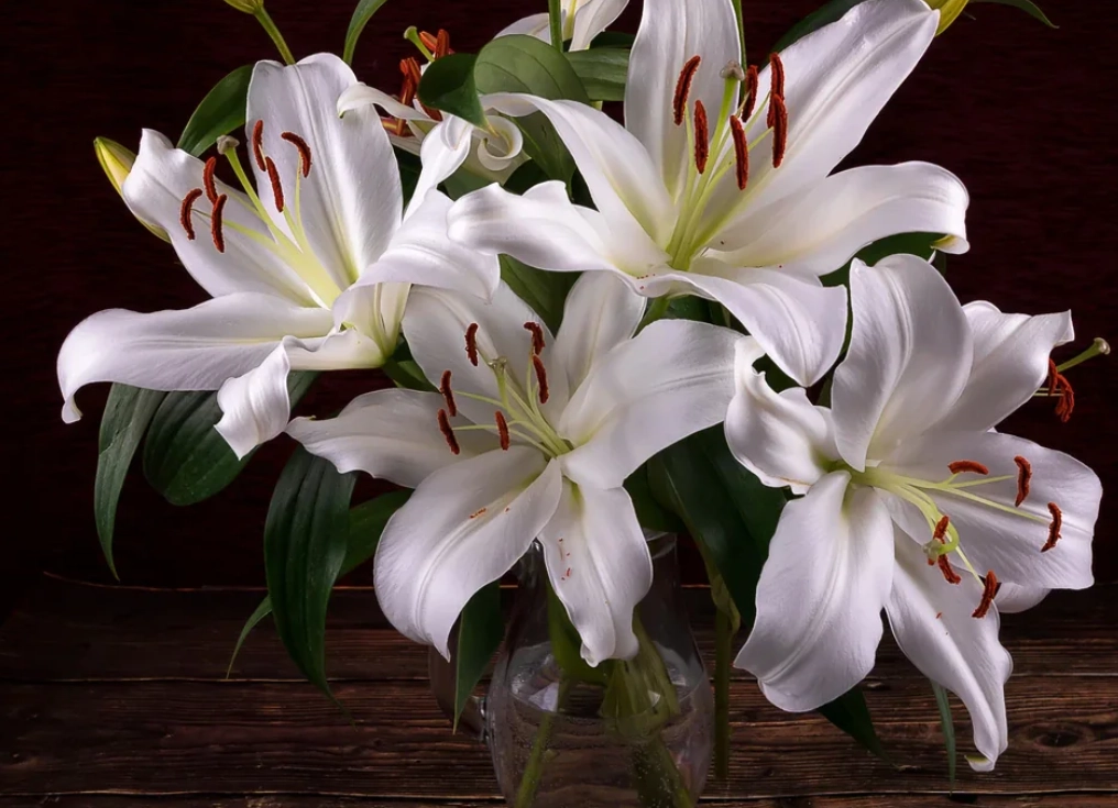 貓咪百合花中毒