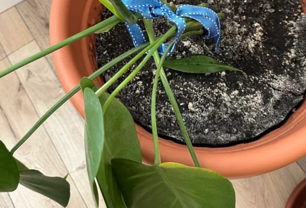 植物葉片下垂原因