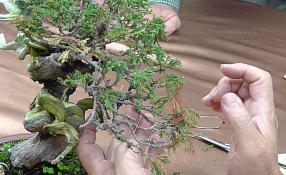 真柏盆景照顧