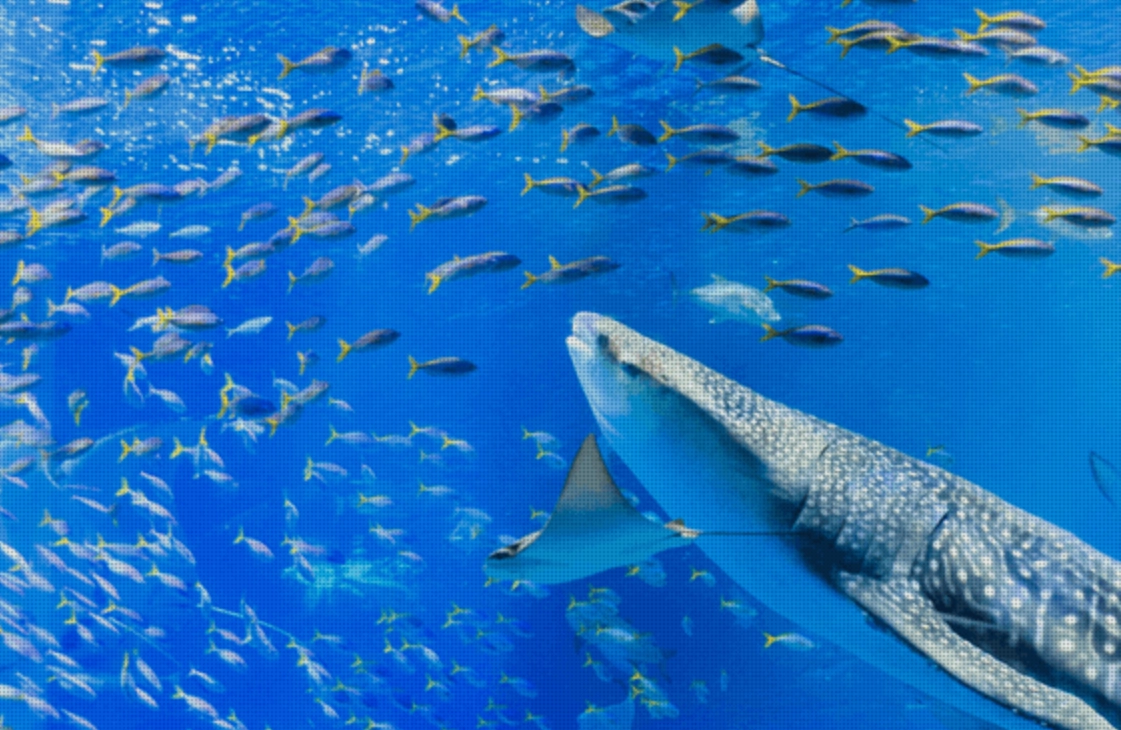 魚吃魚 夢境意義