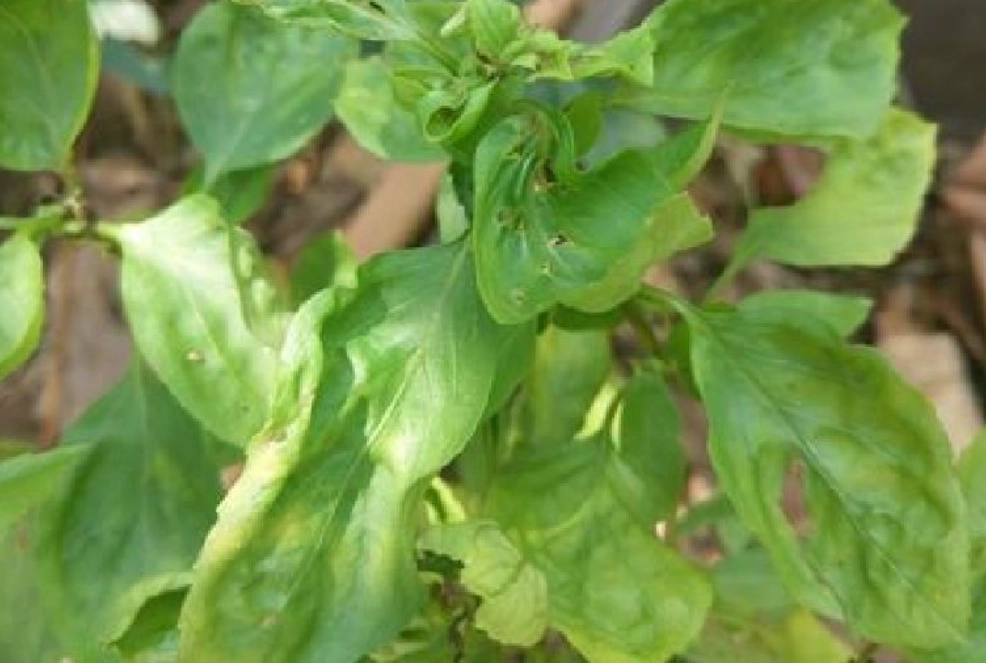 植物葉子捲起來