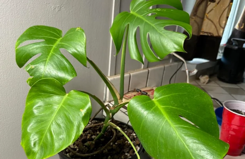 葉子捲曲解決方法