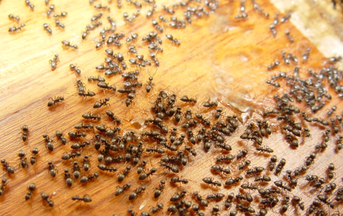 螞蟻 夢境 解析