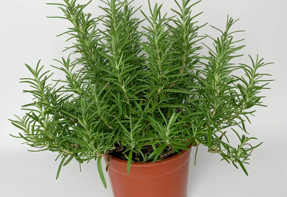 台灣香草植物種植