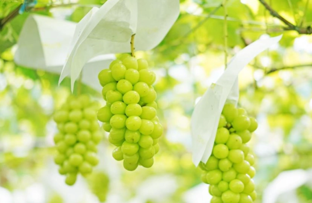 麝香葡萄栽培技術