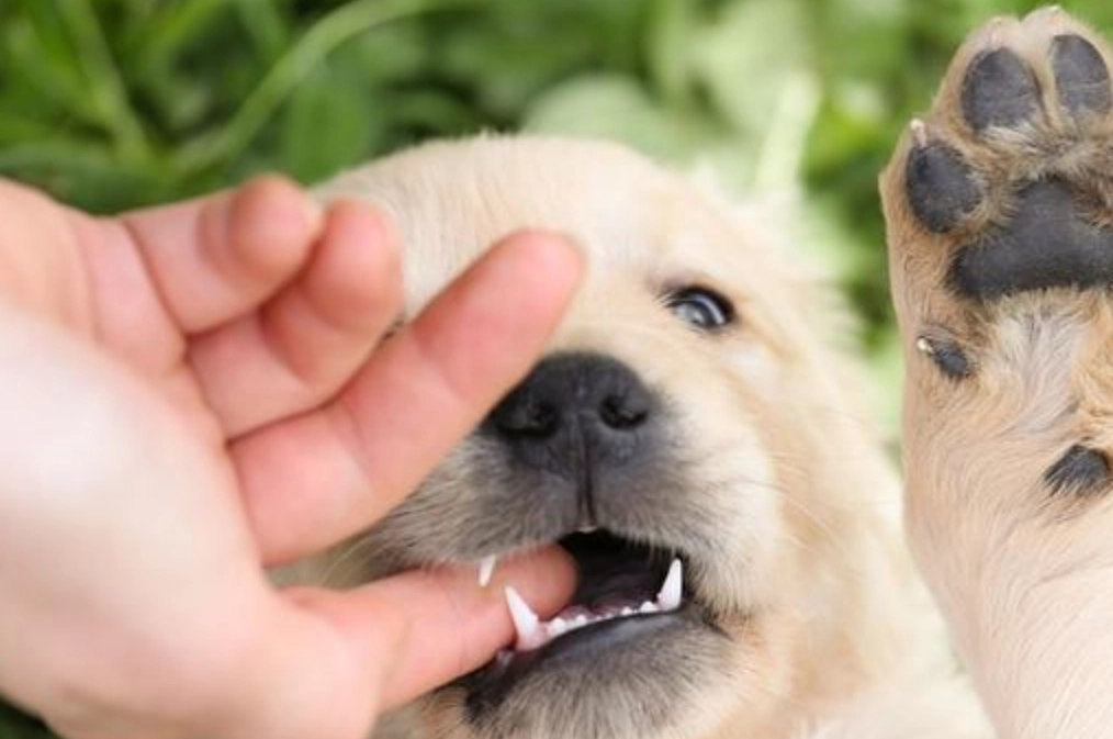 夢到被狗咬手流血