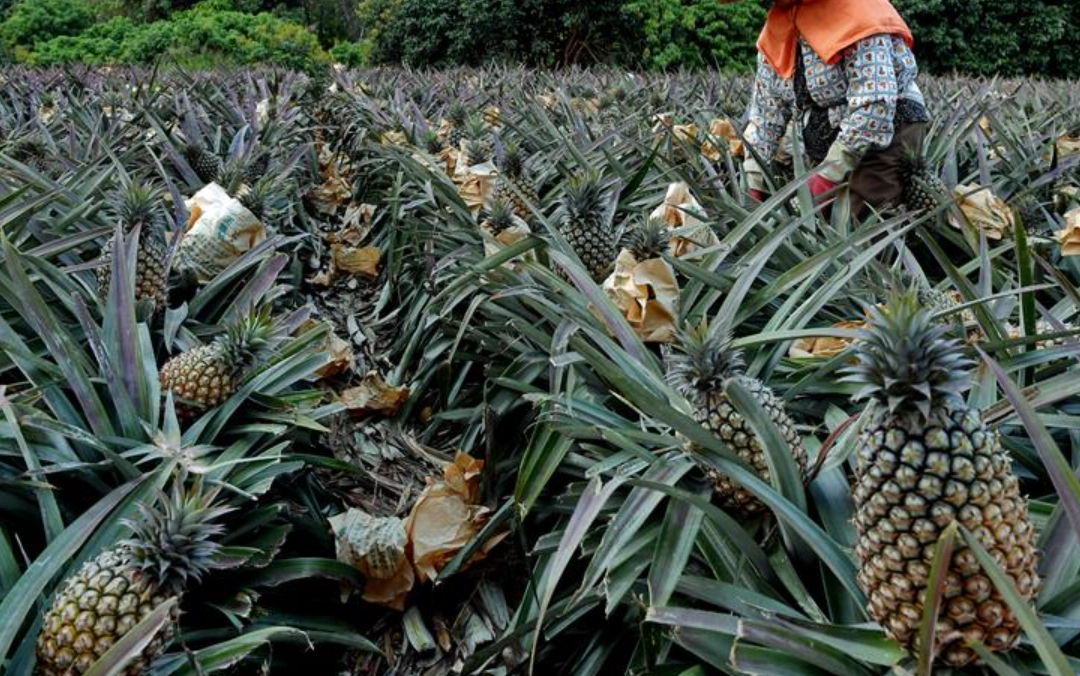 菠蘿最佳種植時機