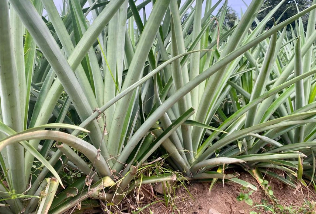 台灣鳳梨栽培時間