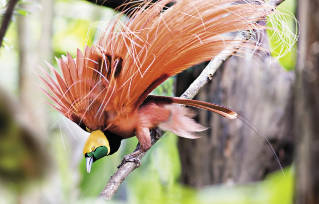 巴布亞新幾內亞旅行