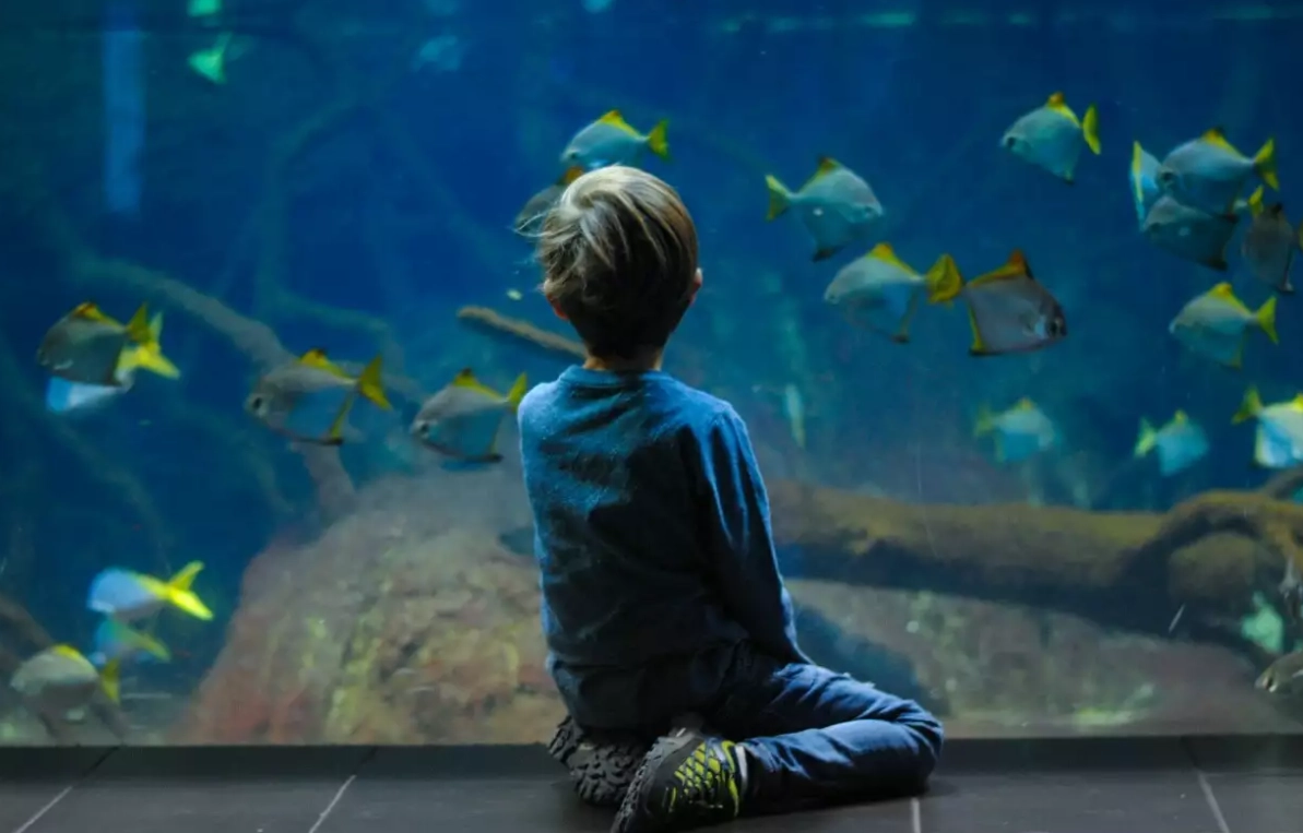 夢見魚吃魚 解夢